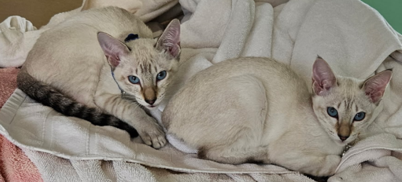 Past Kitten