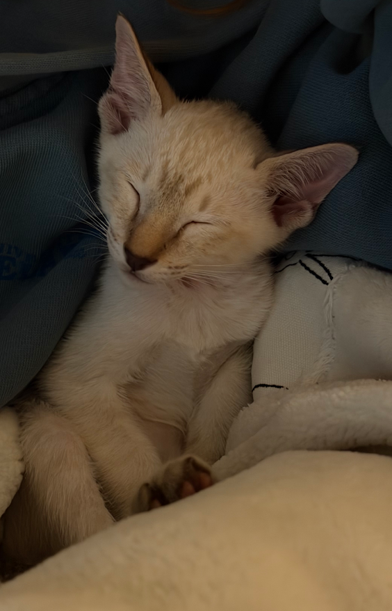 Past Kitten
