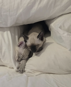 Past Siamese Kitten