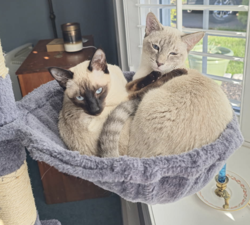 Past Siamese Kitten